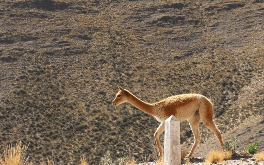 From Salta: Full-Day Tours of Cachi and Salinas Grandes - Arriving in colonial-style Cachi