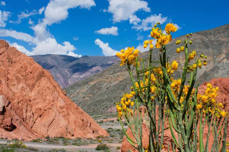 From Salta: Full-Day Trip to Salinas Grandes and Purmamarca - What the $38 price really covers