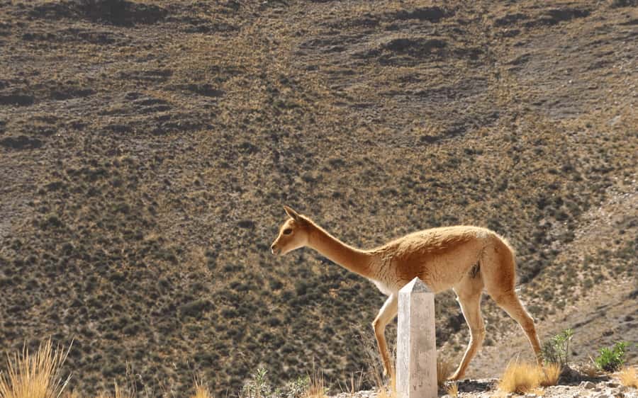 From Salta: Salinas Grandes, Purmamarca and Cuesta de Lipán - What the day feels like from Salta
