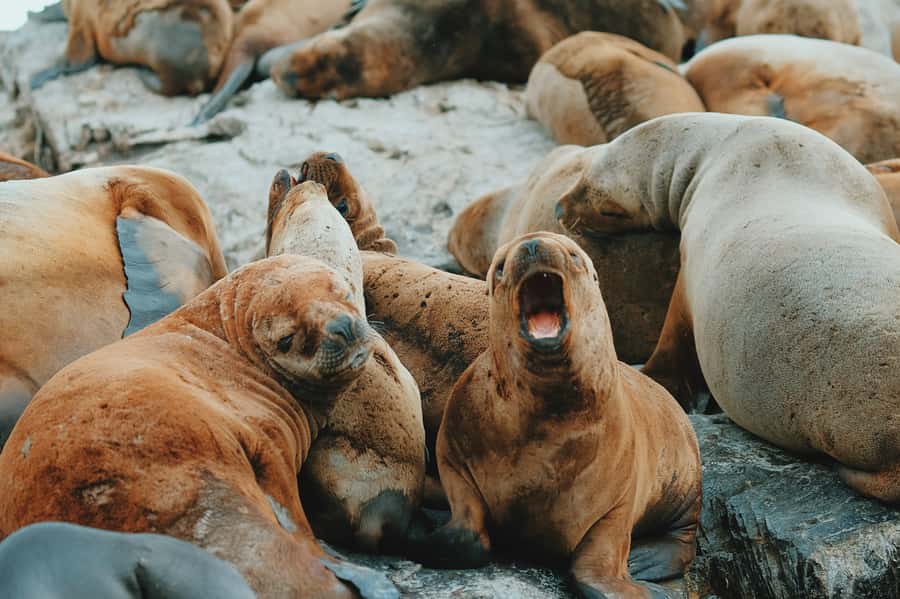 From Ushuaia: Beagle Channel Catamaran Tour - Sea Lions’ Island and the limits of a short cruise