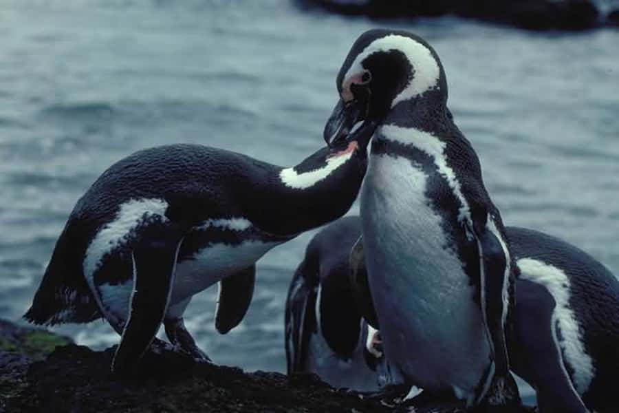 From Ushuaia: Penguin Watching Tour by Catamaran - Setting Out From Ushuaia’s Tourist Port