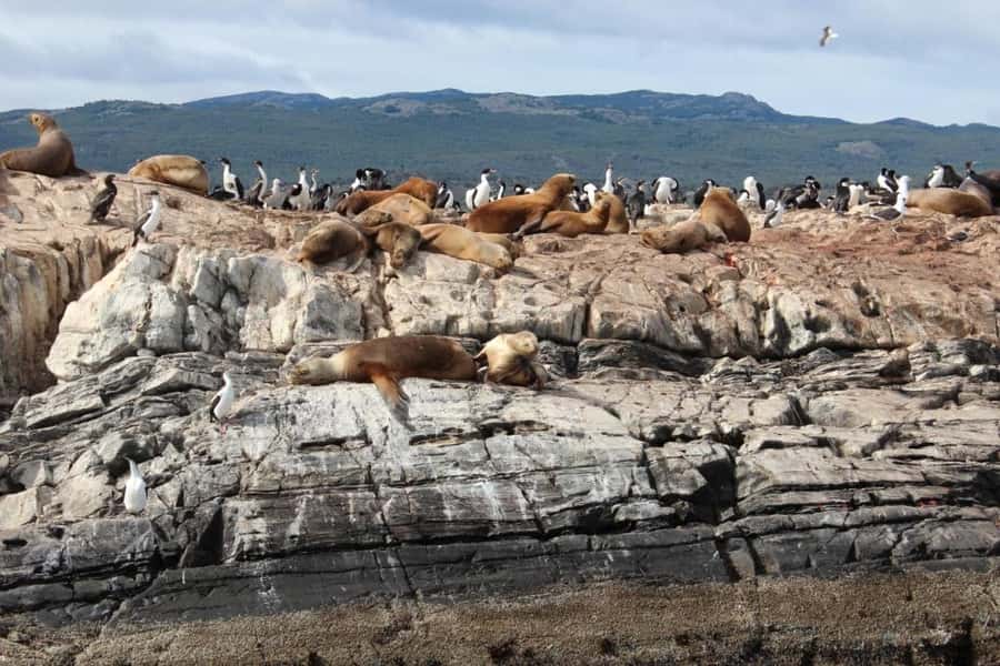From Ushuaia: Penguin Watching Tour by Catamaran - A Beagle Channel Route With Plenty to Watch
