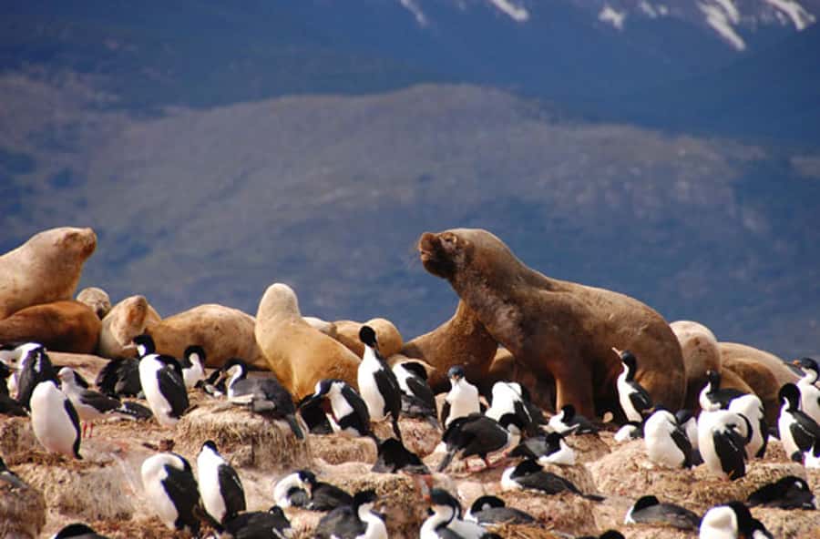 From Ushuaia: Penguin Watching Tour by Catamaran - Martillo Island and the Magellanic Penguin Colony