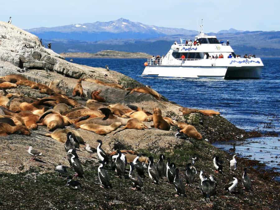 From Ushuaia: Penguin Watching Tour by Catamaran - Is $177 a Fair Price?