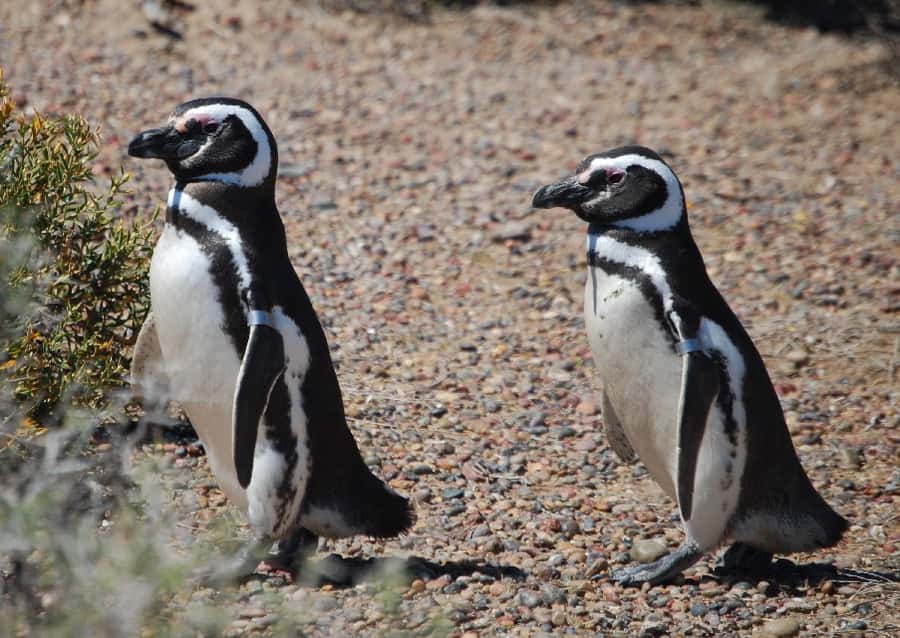 From Ushuaia: Penguin Watching Tour by Catamaran - Les Eclaireurs Lighthouse and the Monte Cervantes Wreck Area