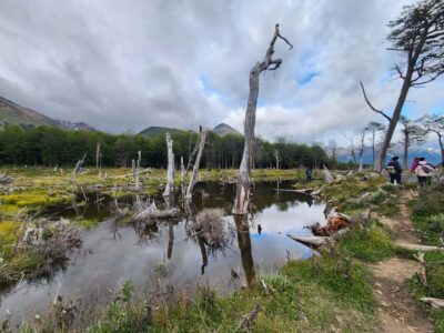 From Ushuaia: Tierra del Fuego Emerald Lagoon Trekking Tour