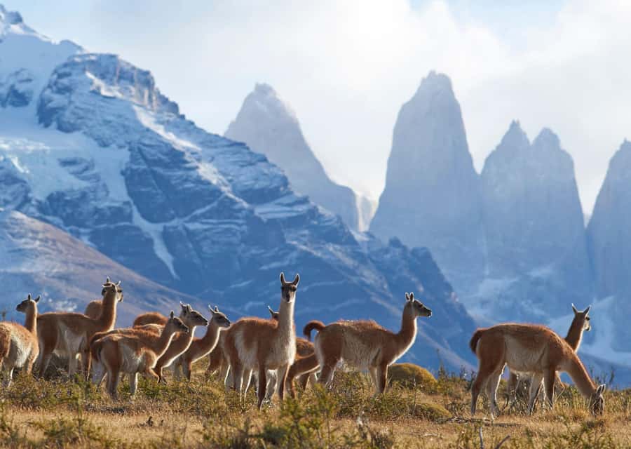 Full-Day Torres del Paine National Park from El Calafate - Why this day trip makes sense from El Calafate