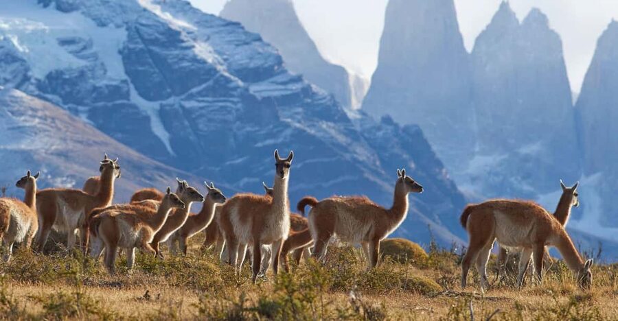 Full-Day Torres del Paine National Park from El Calafate - Four hours inside Torres del Paine National Park