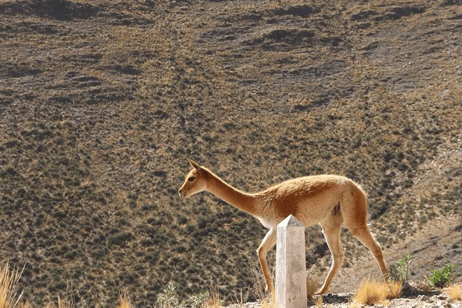 Full-Day Tour to Salinas Grandes and Purmamarca From Salta - Salinas Grandes, Argentina’s white open-air stage