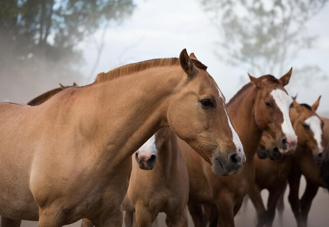 Gaucho Experience: A Day Trip to Don Silvano Ranch - Key points to know before booking