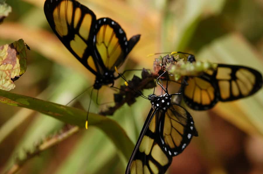 Half-Day Iguazú Forest Adventure - Eight hundred meters between the treetops