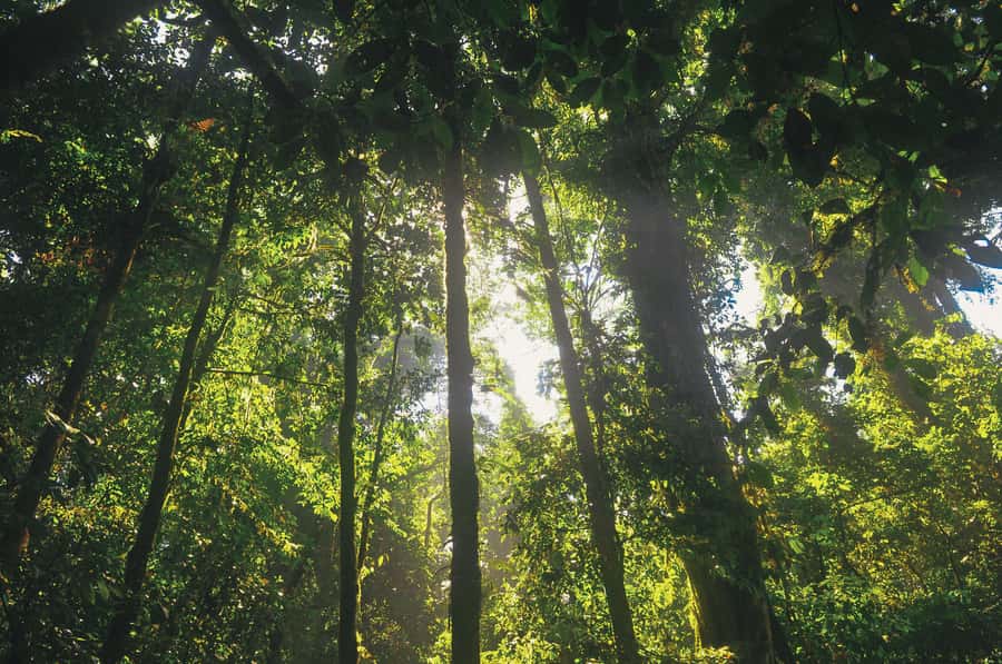 Half-Day Iguazú Forest Adventure - What to wear and what to leave behind