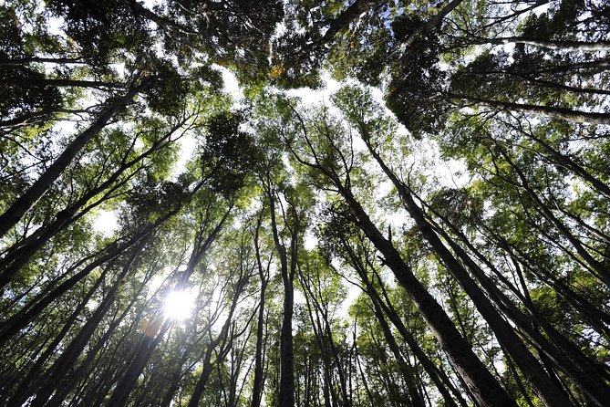 Half-Day Tierra del Fuego National Park with Lunch and Drinks - Who should book this park outing