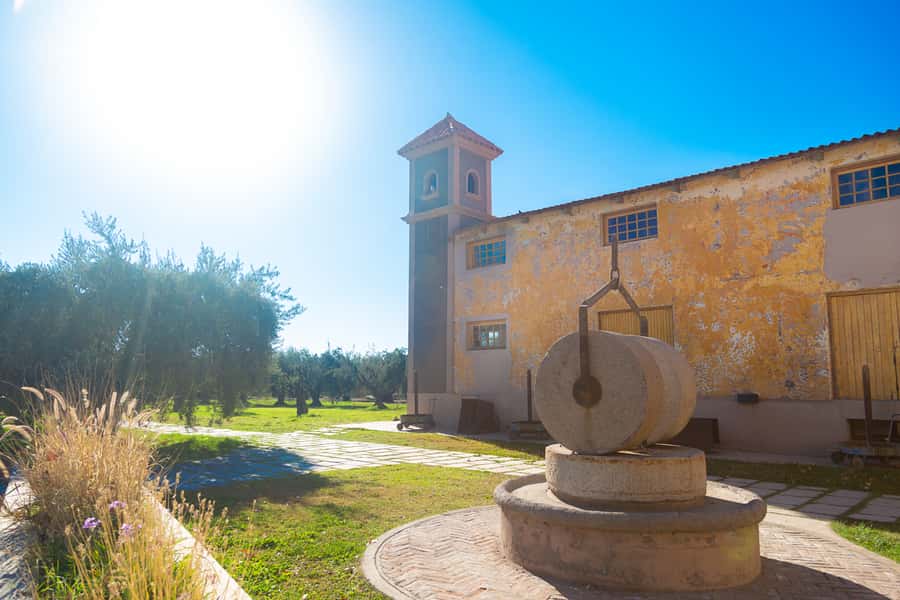 Half Day Tour of Wineries and Olive Oil from Mendoza - A small olive oil factory changes the pace