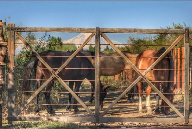 Horseback ride through vineyards followed by gourmet lunch - From Mendoza City to Lunlunta at midday