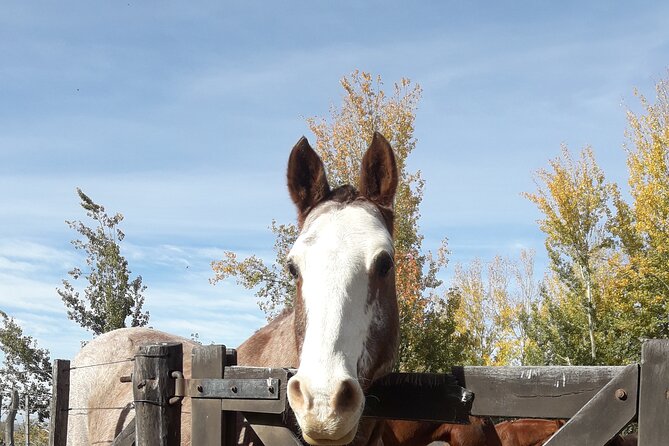Horseback riding and barbecue in a private ranch - La Carrera, Mendoza - Empanadas, wine, and the long Argentine lunch