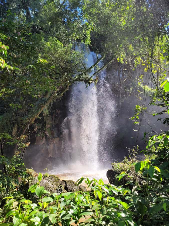 Iguazu Falls: Guided Tour in Argentinean Side - A private guide can make the park easier