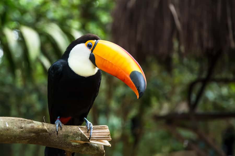 Iguazú Falls: The Natural Wonder of Argentina - Getting from your hotel to the park