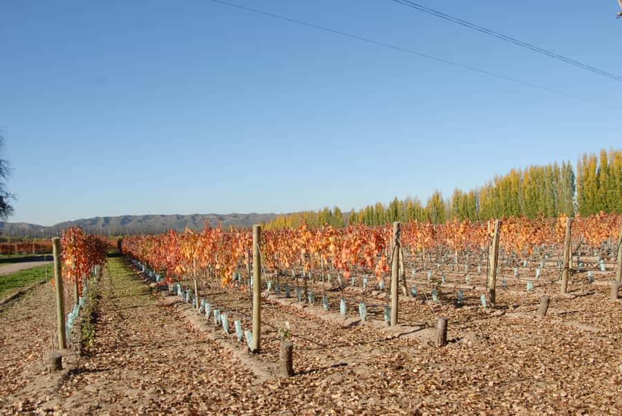 Mendoza: Full Day Wine Tour with 3 Course Lunch - Key points at a glance