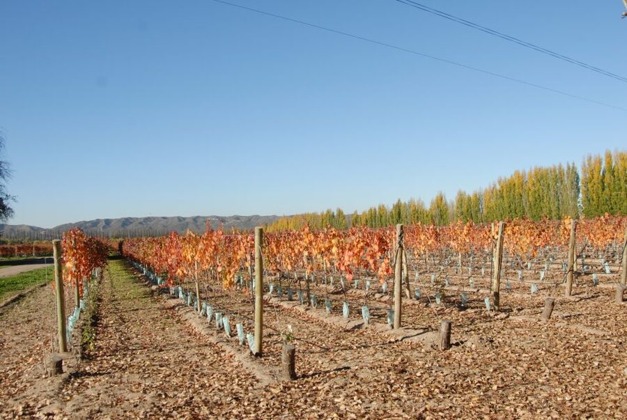 Mendoza: Full Day Wine Tour with 3 Course Lunch - Lunch at a winery, or a picnic among the vines