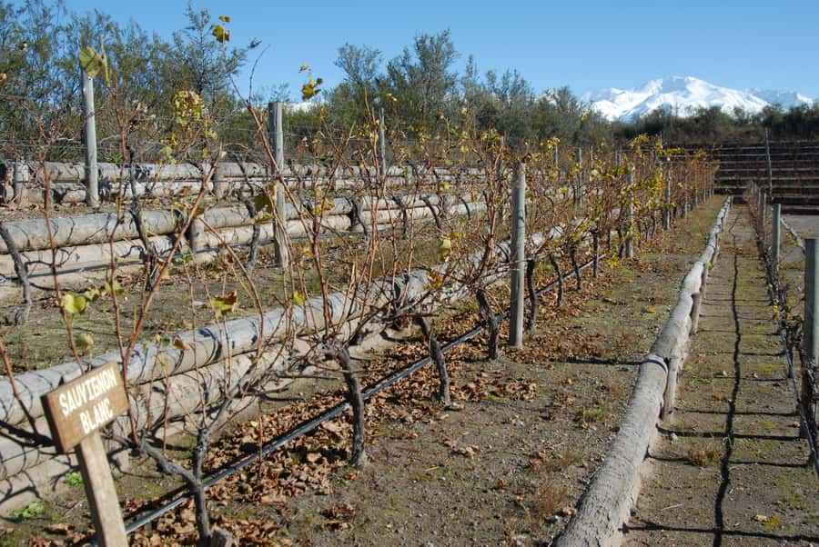 Mendoza: Full Day Wine Tour with 3 Course Lunch - Who will enjoy this full-day outing
