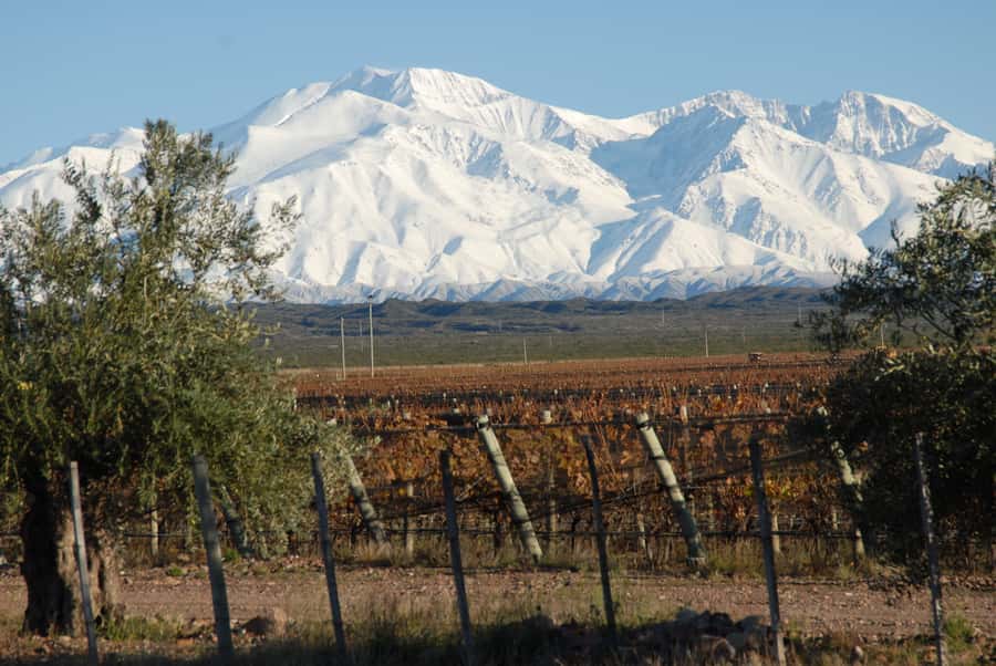 Mendoza: Full Day Wine Tour with 3 Course Lunch - Choosing between Maipú, Luján de Cuyo, and Valle de Uco