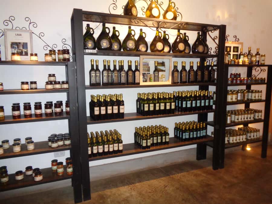 Mendoza: Half-Day Wine Tour with Tastings - First winery: seeing the process from grape to bottle