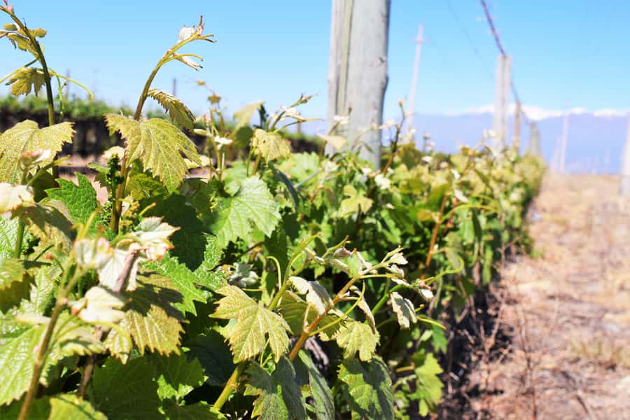 Vine rows on the Mendoza plain below the Andes