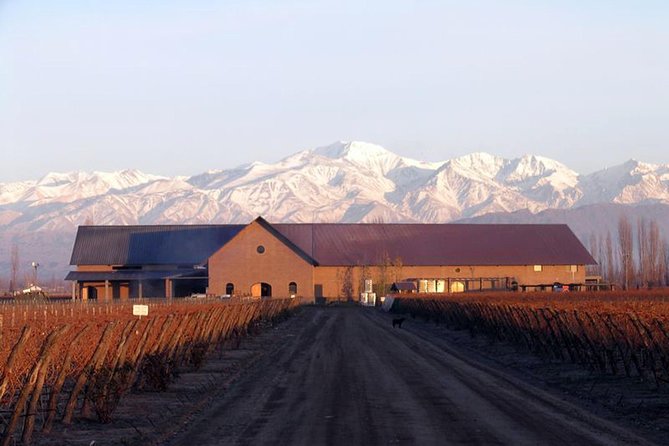 Mendoza Hop-On Hop-Off Wine Tour - What the winery day feels like