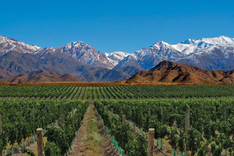 Mendoza: Small-Group Wineries Tour with Tasting and Lunch - The Olive Grove Break
