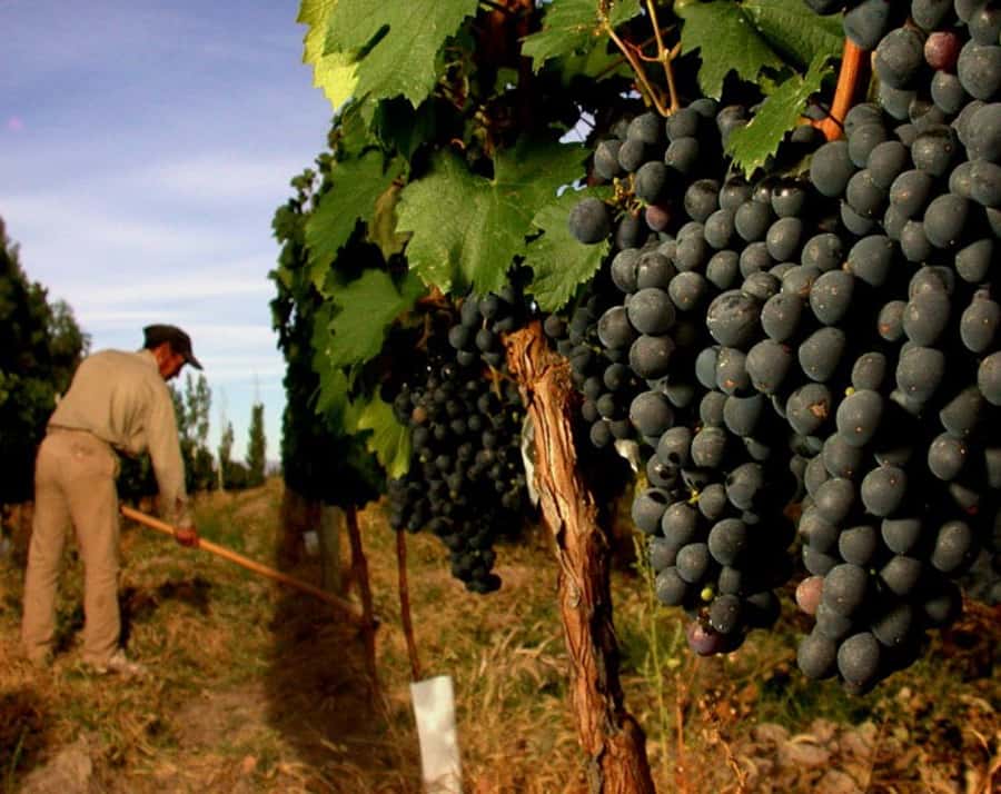 Mendoza: Small-Group Wineries Tour with Tasting and Lunch - Lunch With Regional Flavors