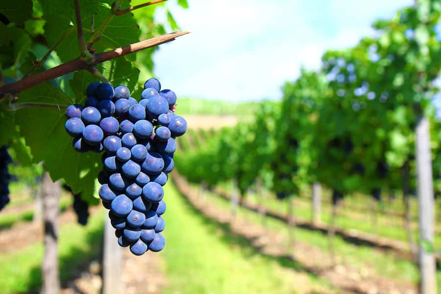 Mendoza: Small-Group Wineries Tour with Tasting and Lunch - The Spanish and English Balance
