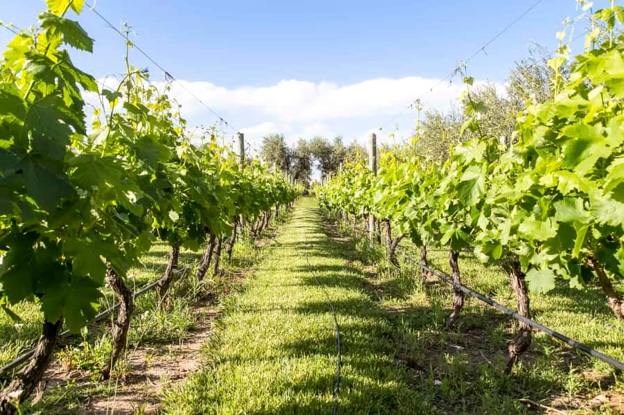 Mendoza: Winebike Tasting Tour with Optional Lunch - Key points at a glance