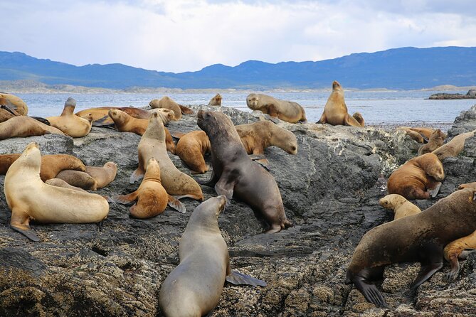 Navigate through the Beagle Channel: Seal, Bird & Penguin Islands - Los Lobos Island and the sea lions