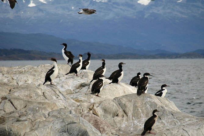 Navigate through the Beagle Channel: Seal, Bird & Penguin Islands - Les Eclaireurs Lighthouse and the Monte Cervantes remains