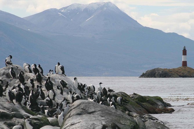 Navigate through the Beagle Channel: Seal, Bird & Penguin Islands - Martillo Island: the penguin payoff