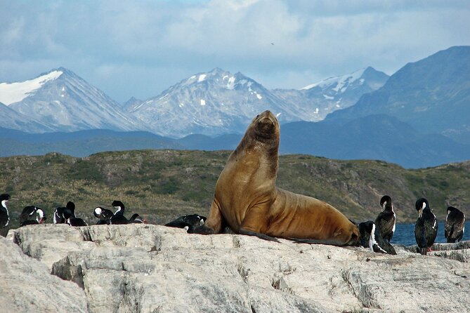 Navigate through the Beagle Channel: Seal, Bird & Penguin Islands - Leaving Ushuaia with Mount Olivia in view