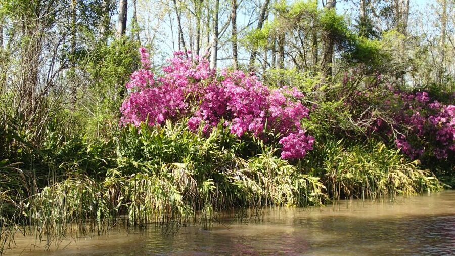 Navigation in Delta of Tigre - Exclusive semi private tour - Who should book this Delta outing?