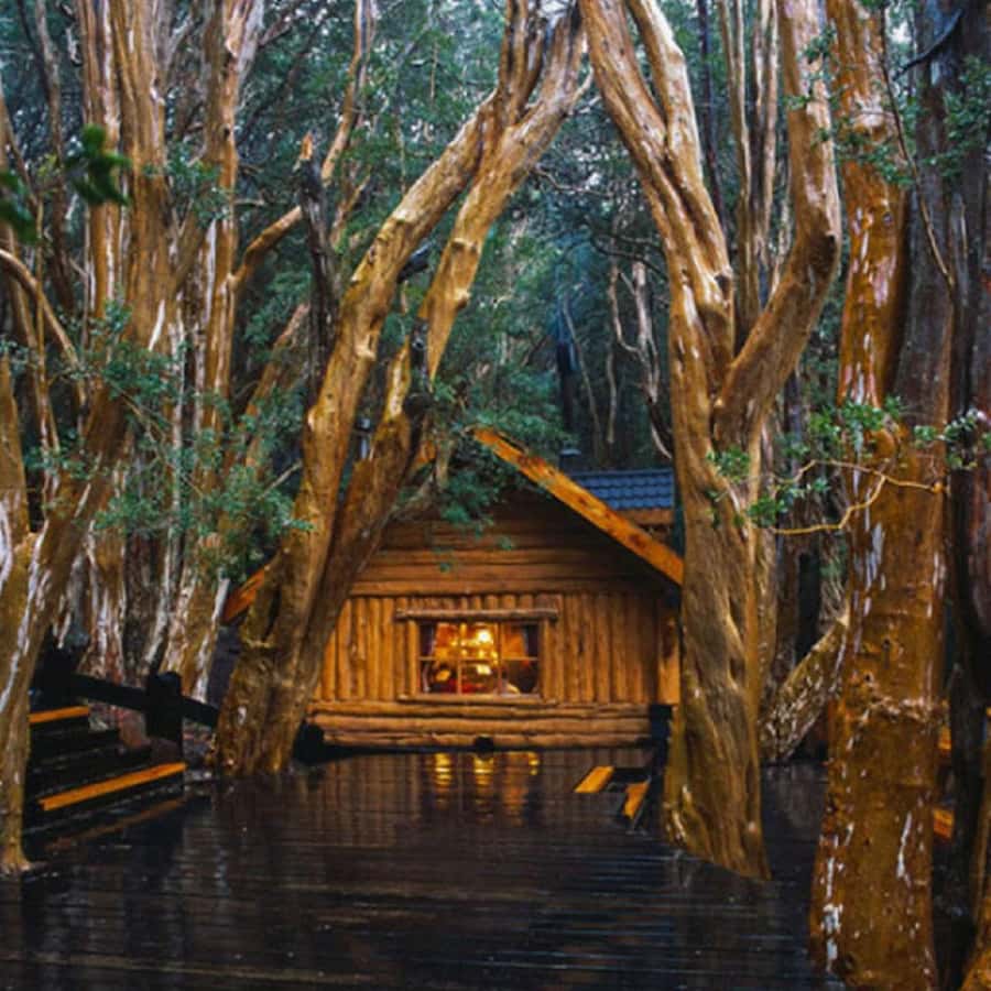 Navigation through Isla Victoria and Bosque de Arrayanes - Key points to know before you book