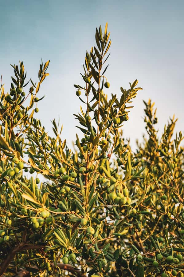 Olive Oil Factory + Wineries + Full Asado Lunch (Full Day) - Key points
