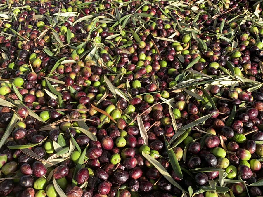 Olive Oil Factory + Wineries + Full Asado Lunch (Full Day) - Three Mendoza flavors in one day