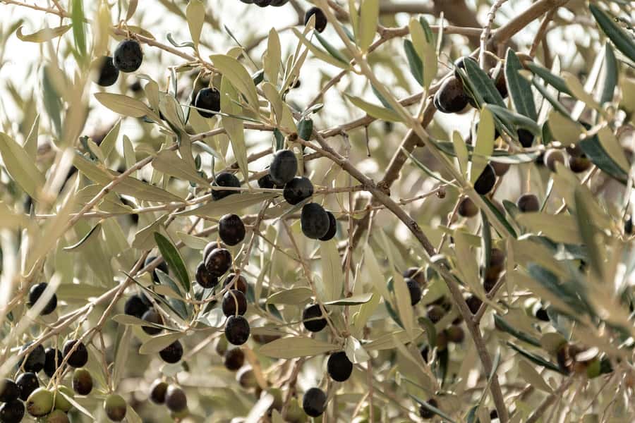 Olive Oil Factory + Wineries + Full Asado Lunch (Full Day) - Who should book this Mendoza food tour?