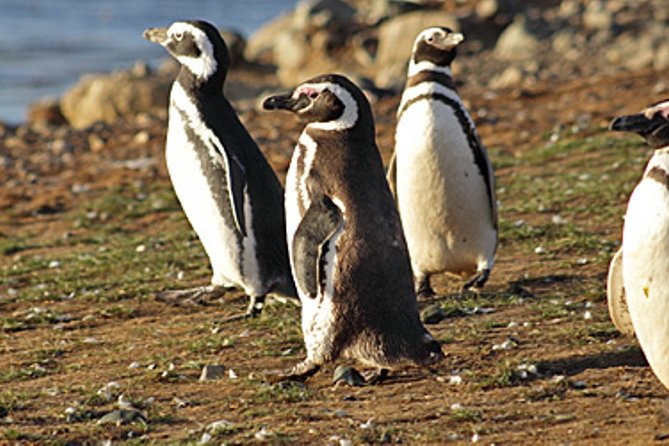 Penguin walk in Ushuaia + navigation option - Why the Martillo Island walk is special