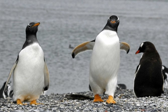 Penguin walk in Ushuaia + navigation option - The long ride to Harberton Ranch