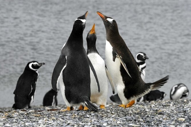 Penguin walk in Ushuaia + navigation option - Weather, timing, and practical preparation