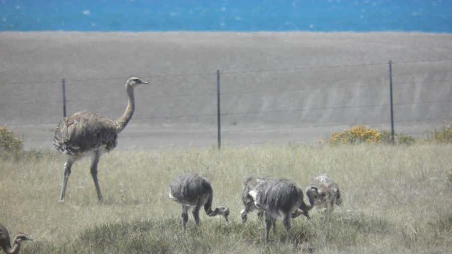 Peninsula Valdes: Shore excursion for cruise passengers - Is $150 a fair price?