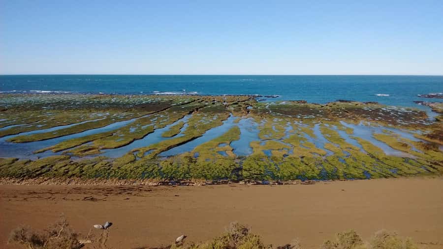 Peninsula Valdes: Shore excursion for cruise passengers - Meeting your guide at Piedra Buena Pier