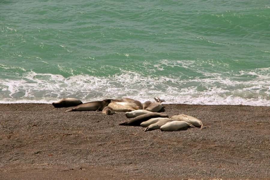 Peninsula Valdes Shore Tour for Cruise Passengers + City - Why Peninsula Valdés makes a strong shore excursion