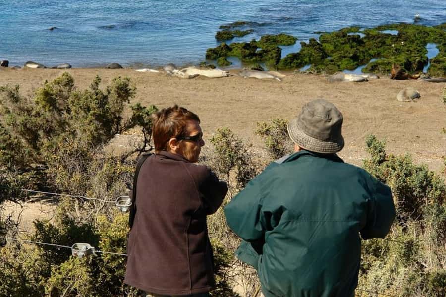 Peninsula Valdes Shore Tour for Cruise Passengers + City - Caleta Valdés and the southern elephant seals