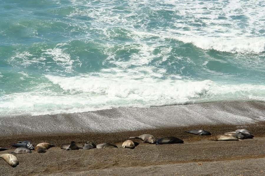 Peninsula Valdes Shore Tour for Cruise Passengers + City - The possible Puerto Madryn city tour